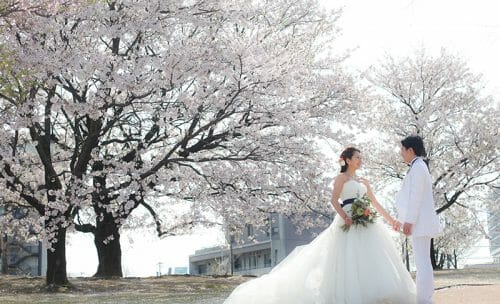 富山市にて桜の開花に合わせた桜ウエディングフォト